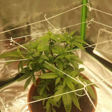 Guptilla growlog photo: בגדילה