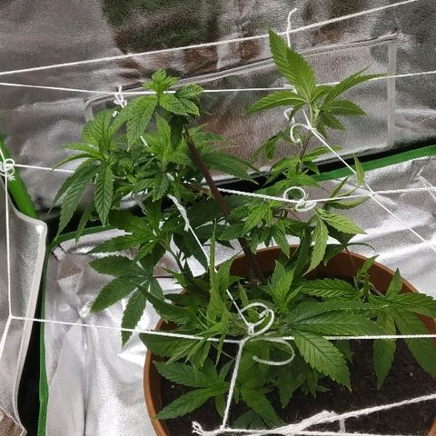 Guptilla growlog photo: שלוש קשירות חדשות, והלילה עוברת להפרחה מ12 עד 12