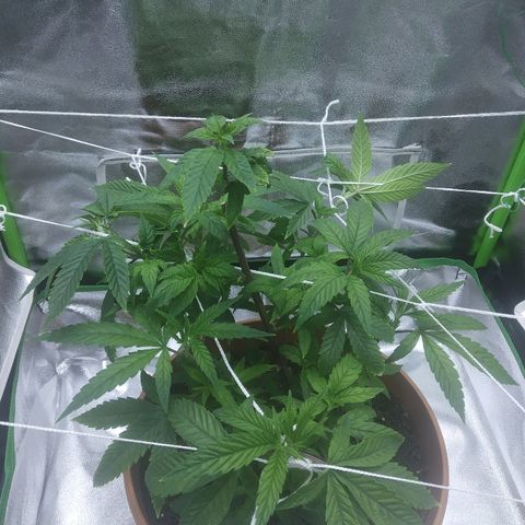 Guptilla growlog timeline photo