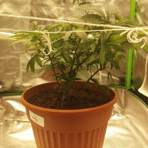 Guptilla growlog timeline photo