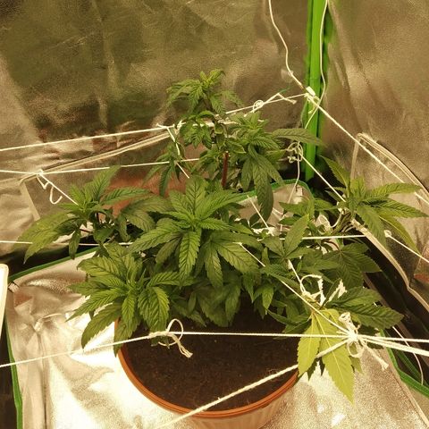 Guptilla growlog timeline photo