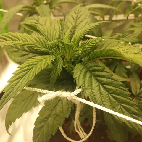 Guptilla growlog photo: ניצנים