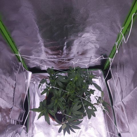 Guptilla growlog timeline photo