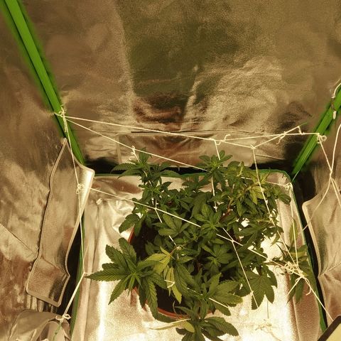 Guptilla growlog timeline photo