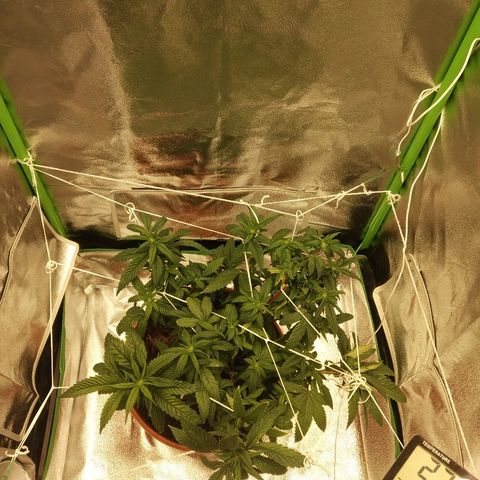 Guptilla growlog timeline photo