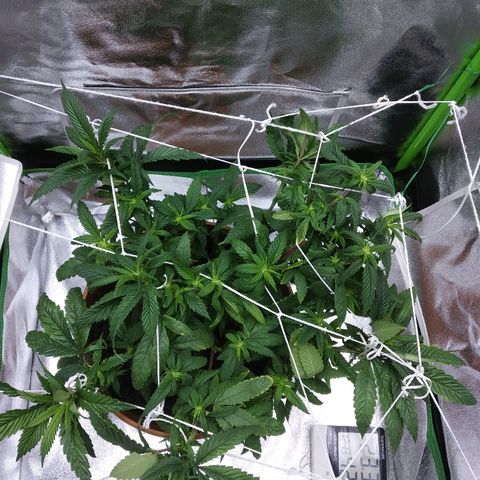Guptilla growlog timeline photo