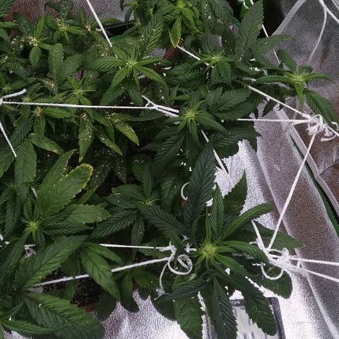 Guptilla growlog photo: העלים לא מסתגרים כלפי חוץ (חנוק ללודה)