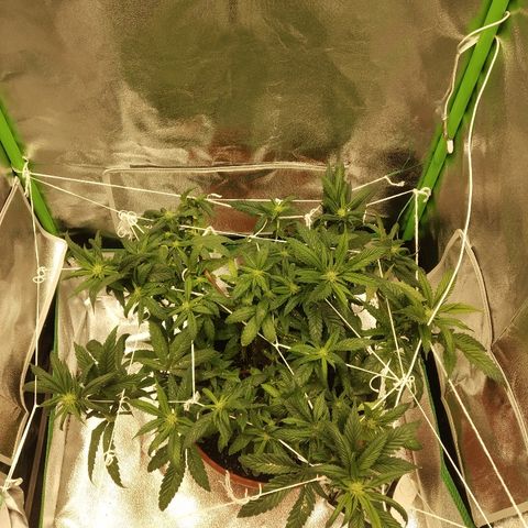 Guptilla growlog timeline photo