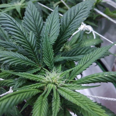 Guptilla growlog timeline photo