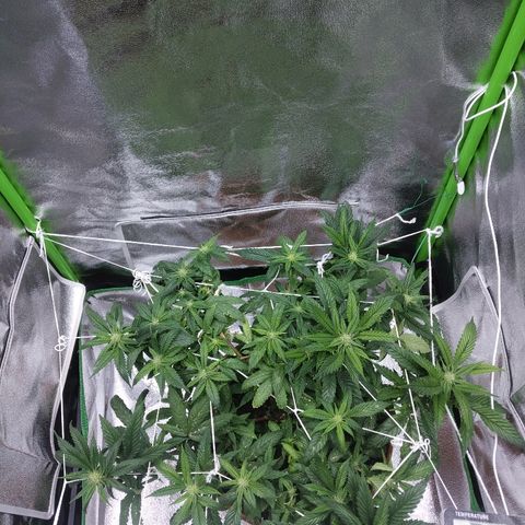 Guptilla growlog timeline photo