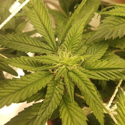 Guptilla growlog timeline photo