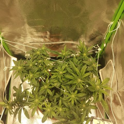 Guptilla growlog timeline photo