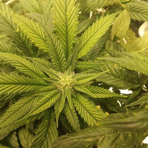 Guptilla growlog timeline photo