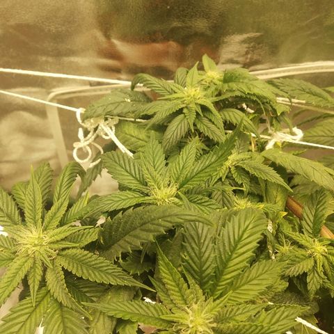 Guptilla growlog timeline photo