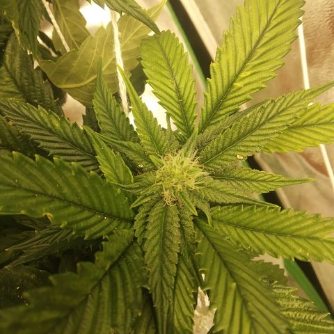 Guptilla growlog timeline photo