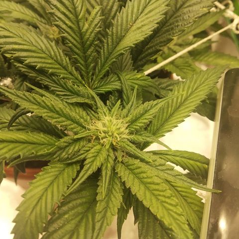 Guptilla growlog timeline photo