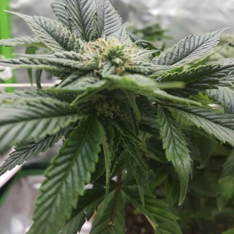 Guptilla growlog timeline photo