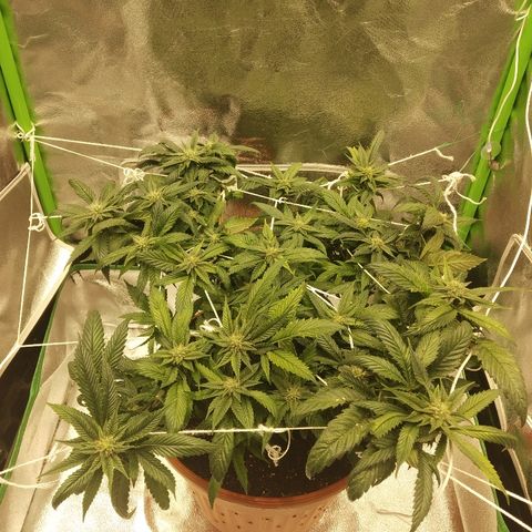 Guptilla growlog timeline photo