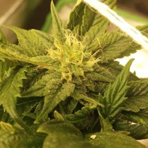 Guptilla growlog timeline photo