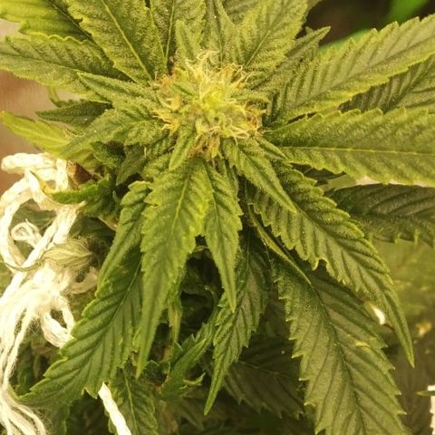 Guptilla growlog timeline photo
