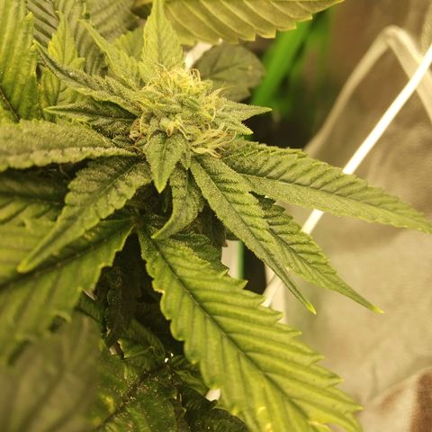 Guptilla growlog timeline photo