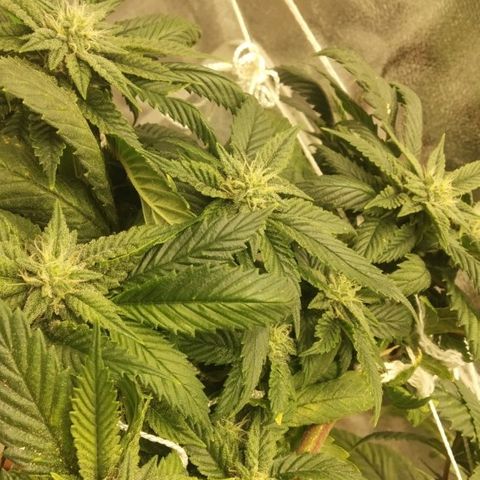 Guptilla growlog timeline photo