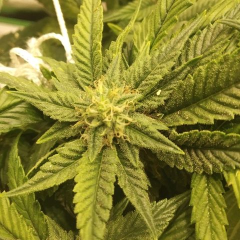 Guptilla growlog timeline photo