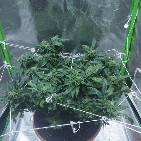 Guptilla growlog timeline photo