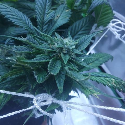 Guptilla growlog timeline photo