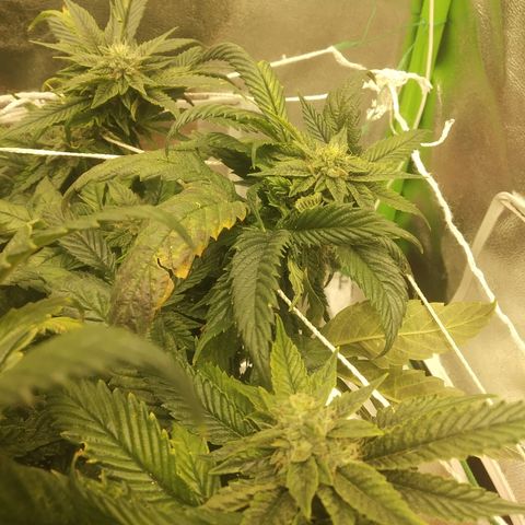 Guptilla growlog timeline photo