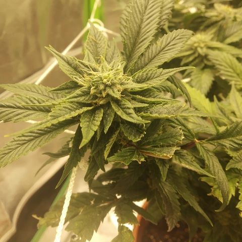 Guptilla growlog timeline photo