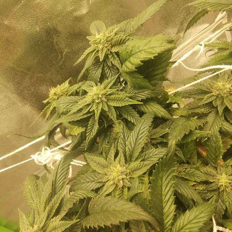Guptilla growlog timeline photo