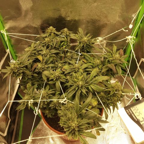 Guptilla growlog timeline photo