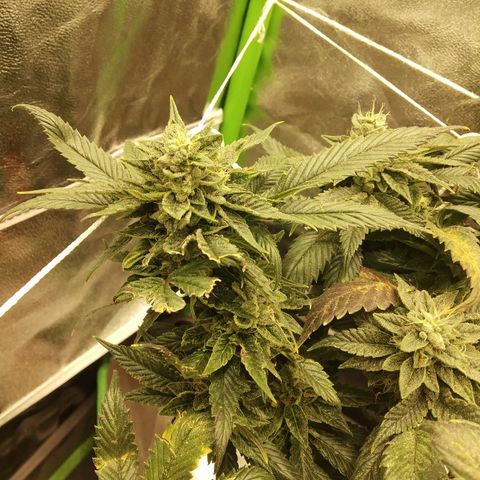 Guptilla growlog timeline photo