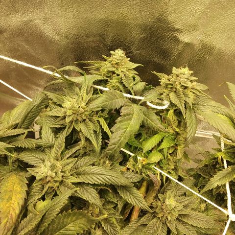 Guptilla growlog timeline photo