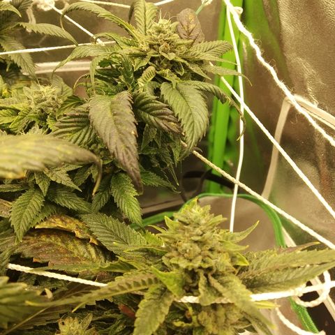 Guptilla growlog timeline photo