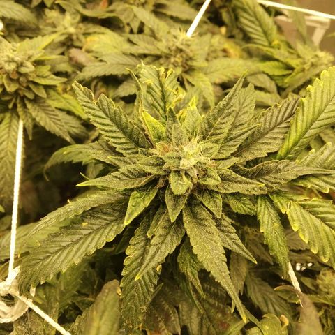 Guptilla growlog timeline photo