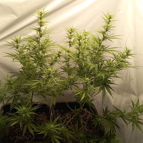 Super Silver Haze  growlog timeline photo
