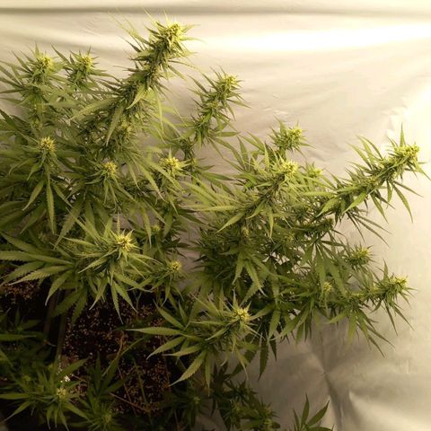 Super Silver Haze  growlog timeline photo