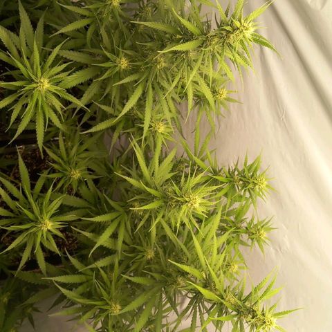 Super Silver Haze  growlog timeline photo