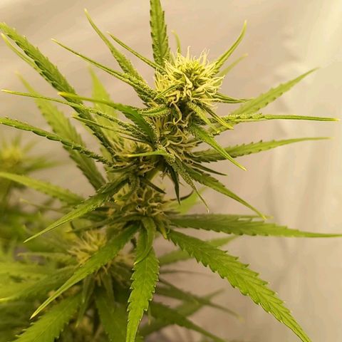 Super Silver Haze  growlog timeline photo
