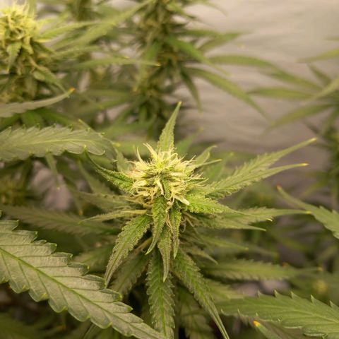 Super Silver Haze  growlog timeline photo
