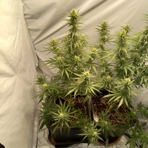 Super Silver Haze  growlog timeline photo