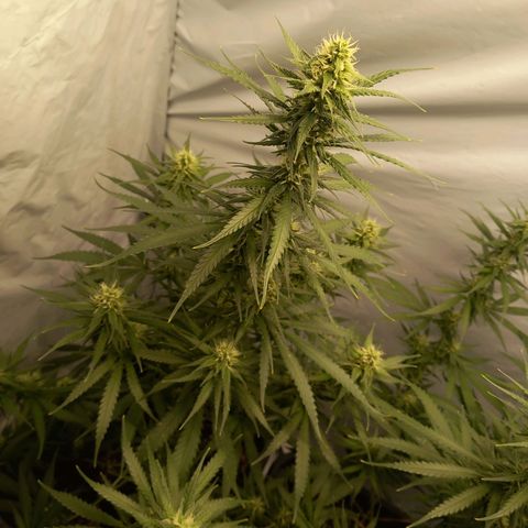 Super Silver Haze  growlog timeline photo