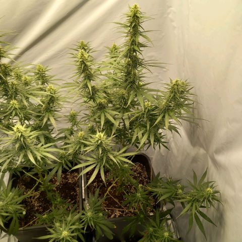 Super Silver Haze  growlog timeline photo