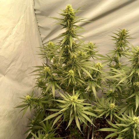 Super Silver Haze  growlog timeline photo