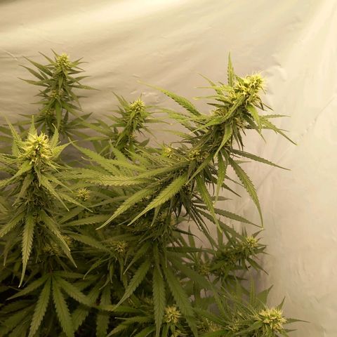 Super Silver Haze  growlog timeline photo