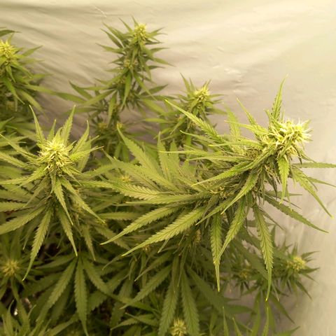 Super Silver Haze  growlog timeline photo