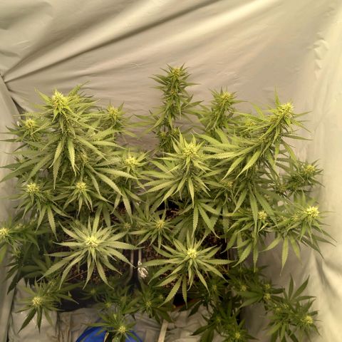 Super Silver Haze  growlog timeline photo