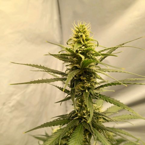 Super Silver Haze  growlog timeline photo